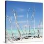 Cuba Fuerte Collection SQ - White water Tree Forest-Philippe Hugonnard-Stretched Canvas