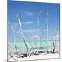 Cuba Fuerte Collection SQ - White water Tree Forest-Philippe Hugonnard-Mounted Photographic Print