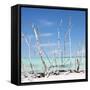 Cuba Fuerte Collection SQ - White water Tree Forest-Philippe Hugonnard-Framed Stretched Canvas