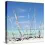 Cuba Fuerte Collection SQ - White water Tree Forest-Philippe Hugonnard-Stretched Canvas