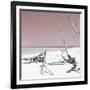 Cuba Fuerte Collection SQ - Wild White Sand Beach - Pastel Red-Philippe Hugonnard-Framed Photographic Print