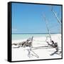 Cuba Fuerte Collection SQ - Wild White Sand Beach-Philippe Hugonnard-Framed Stretched Canvas