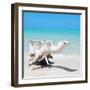 Cuba Fuerte Collection SQ - Wooden Turtle on the Beach-Philippe Hugonnard-Framed Photographic Print