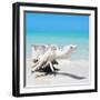 Cuba Fuerte Collection SQ - Wooden Turtle on the Beach-Philippe Hugonnard-Framed Photographic Print