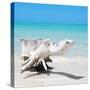 Cuba Fuerte Collection SQ - Wooden Turtle on the Beach-Philippe Hugonnard-Stretched Canvas