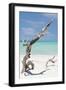 Cuba Fuerte Collection - Trees Movement II-Philippe Hugonnard-Framed Photographic Print