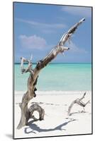 Cuba Fuerte Collection - Trees Movement II-Philippe Hugonnard-Mounted Photographic Print