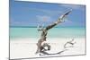 Cuba Fuerte Collection - Trees Movement-Philippe Hugonnard-Mounted Photographic Print