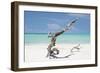 Cuba Fuerte Collection - Trees Movement-Philippe Hugonnard-Framed Photographic Print