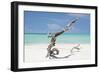 Cuba Fuerte Collection - Trees Movement-Philippe Hugonnard-Framed Photographic Print