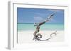 Cuba Fuerte Collection - Trees Movement-Philippe Hugonnard-Framed Photographic Print