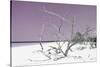 Cuba Fuerte Collection - Tropical Beach Nature - Pastel Purple-Philippe Hugonnard-Stretched Canvas