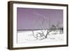 Cuba Fuerte Collection - Tropical Beach Nature - Pastel Purple-Philippe Hugonnard-Framed Photographic Print