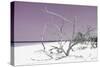 Cuba Fuerte Collection - Tropical Beach Nature - Pastel Purple-Philippe Hugonnard-Stretched Canvas