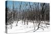 Cuba Fuerte Collection - White Forest II-Philippe Hugonnard-Stretched Canvas