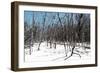 Cuba Fuerte Collection - White Forest II-Philippe Hugonnard-Framed Photographic Print