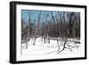 Cuba Fuerte Collection - White Forest II-Philippe Hugonnard-Framed Photographic Print