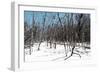 Cuba Fuerte Collection - White Forest II-Philippe Hugonnard-Framed Photographic Print