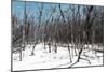 Cuba Fuerte Collection - White Forest II-Philippe Hugonnard-Mounted Photographic Print