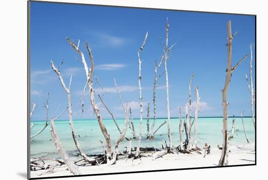 Cuba Fuerte Collection - White Trees IV-Philippe Hugonnard-Mounted Photographic Print