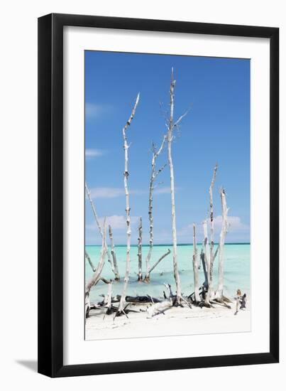 Cuba Fuerte Collection - White Trees V-Philippe Hugonnard-Framed Photographic Print