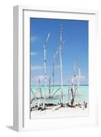 Cuba Fuerte Collection - White Trees V-Philippe Hugonnard-Framed Photographic Print