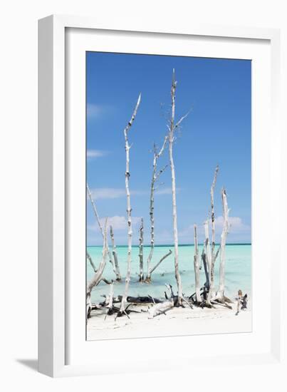 Cuba Fuerte Collection - White Trees V-Philippe Hugonnard-Framed Photographic Print