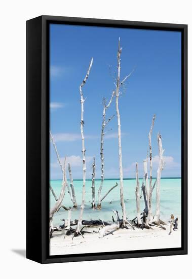 Cuba Fuerte Collection - White Trees V-Philippe Hugonnard-Framed Stretched Canvas