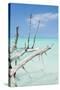 Cuba Fuerte Collection - White Trees-Philippe Hugonnard-Stretched Canvas