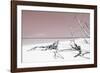 Cuba Fuerte Collection - Wild Red Lagoon-Philippe Hugonnard-Framed Photographic Print