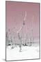 Cuba Fuerte Collection - Wild White Sand Beach II - Pastel Pink-Philippe Hugonnard-Mounted Photographic Print