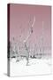 Cuba Fuerte Collection - Wild White Sand Beach II - Pastel Pink-Philippe Hugonnard-Stretched Canvas