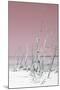 Cuba Fuerte Collection - Wild White Sand Beach III - Pastel Pink-Philippe Hugonnard-Mounted Photographic Print