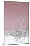 Cuba Fuerte Collection - Wild White Sand Beach III - Pastel Pink-Philippe Hugonnard-Mounted Photographic Print