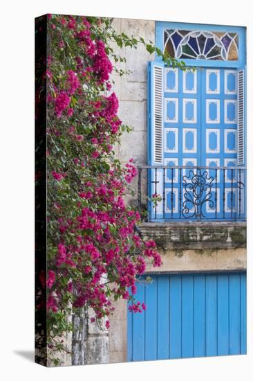 Cuba, Havana. Bougainvillea blooms in Old Town.-Brenda Tharp-Stretched Canvas