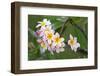 Cuba, Havana. Raindrops on Plumeria blossoms.-Jaynes Gallery-Framed Photographic Print