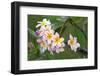 Cuba, Havana. Raindrops on Plumeria blossoms.-Jaynes Gallery-Framed Photographic Print