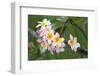 Cuba, Havana. Raindrops on Plumeria blossoms.-Jaynes Gallery-Framed Photographic Print