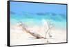 Cuba Painting - Beach Scum-Philippe Hugonnard-Framed Stretched Canvas