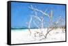 Cuba Painting - Beach Trees II-Philippe Hugonnard-Framed Stretched Canvas