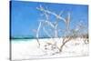 Cuba Painting - Beach Trees II-Philippe Hugonnard-Stretched Canvas