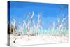 Cuba Painting - White Forest-Philippe Hugonnard-Stretched Canvas