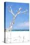 Cuba Painting - White Tree II-Philippe Hugonnard-Stretched Canvas