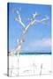 Cuba Painting - White Tree II-Philippe Hugonnard-Stretched Canvas