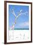 Cuba Painting - White Tree II-Philippe Hugonnard-Framed Art Print