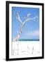 Cuba Painting - White Tree II-Philippe Hugonnard-Framed Art Print