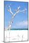 Cuba Painting - White Tree II-Philippe Hugonnard-Mounted Art Print