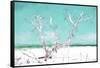 Cuba Painting - White Tree-Philippe Hugonnard-Framed Stretched Canvas