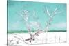 Cuba Painting - White Tree-Philippe Hugonnard-Stretched Canvas