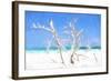 Cuba Painting - White Trees II-Philippe Hugonnard-Framed Art Print